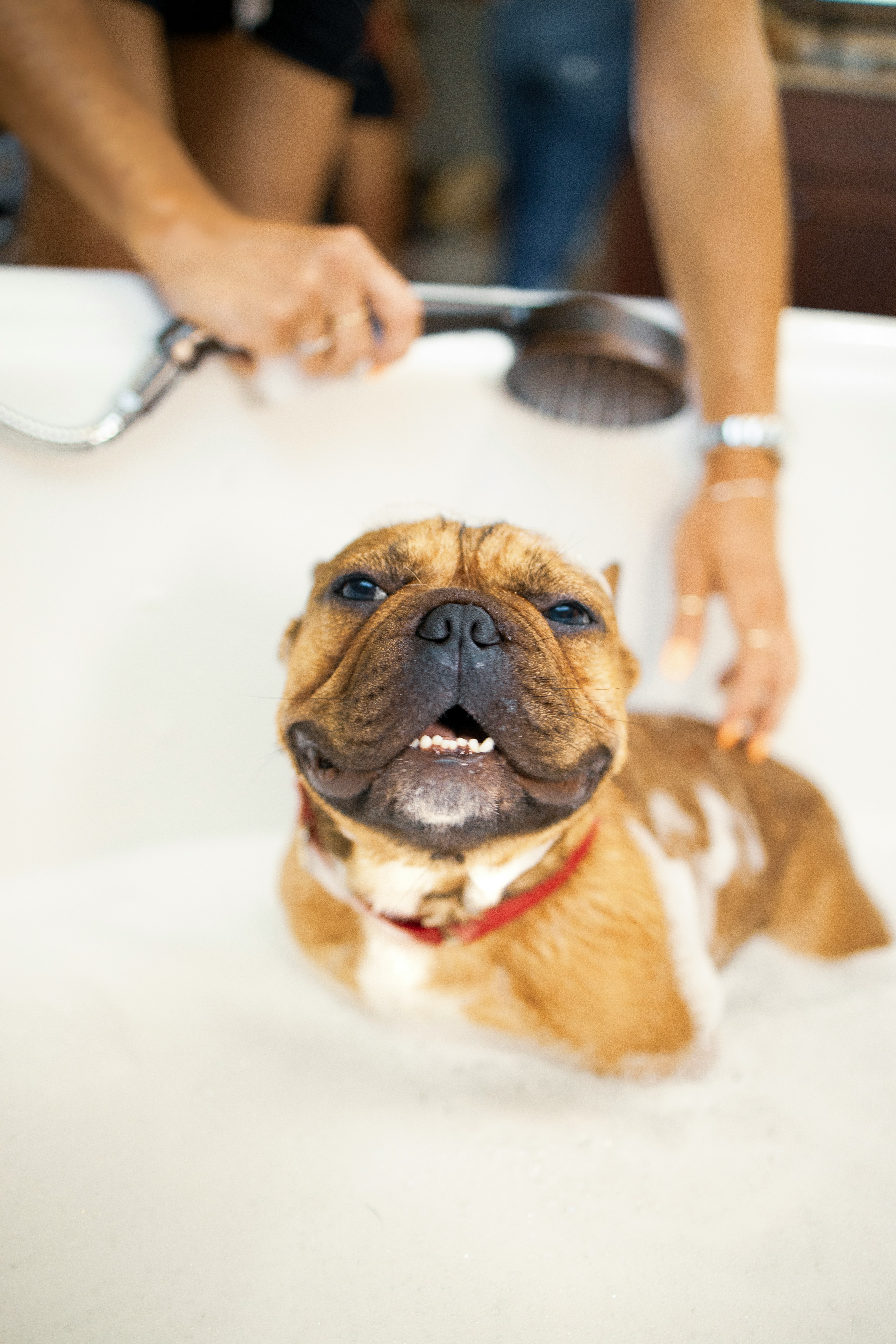 Clean short-coated dog after a wash