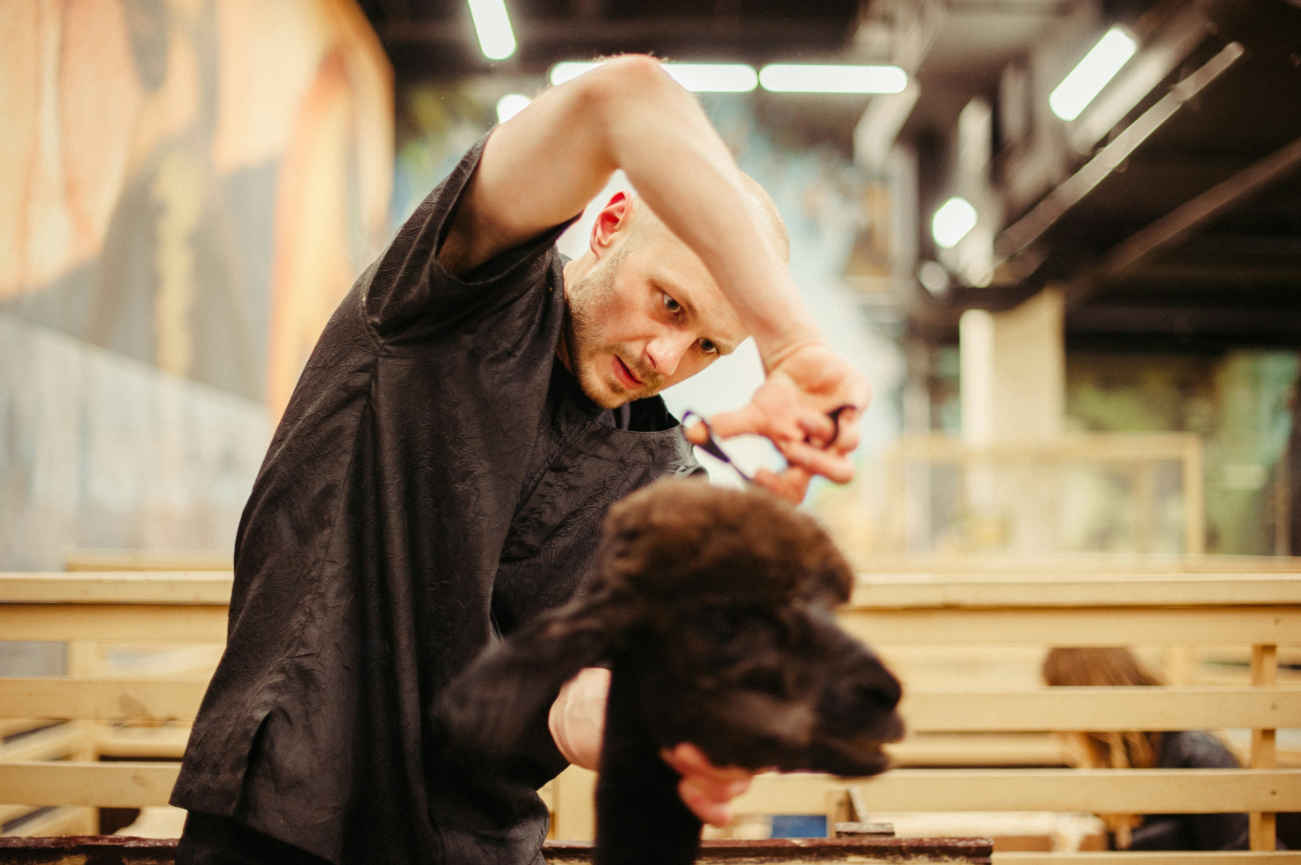 Groomer trimming a dog's coat with scissors